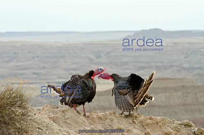: Wild Turkey - two gobblers having a dominance conflict : Wild Turkey - two gobblers having a dominance conflict