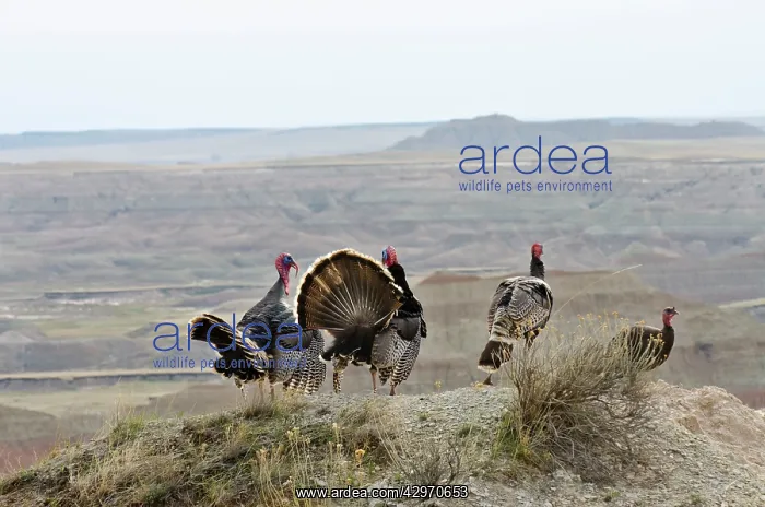  : Wild Turkey - two gobblers strutting before a couple