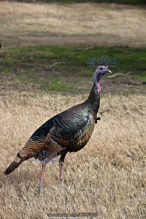 : Wild Turkey Hen : Wild Turkey Hen