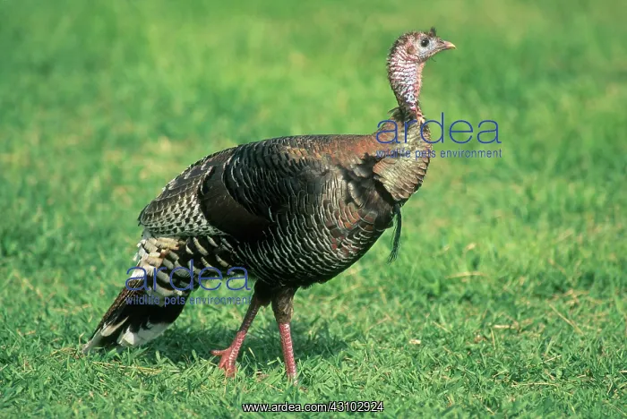 : Wild Turkey Hen : Wild Turkey Hen