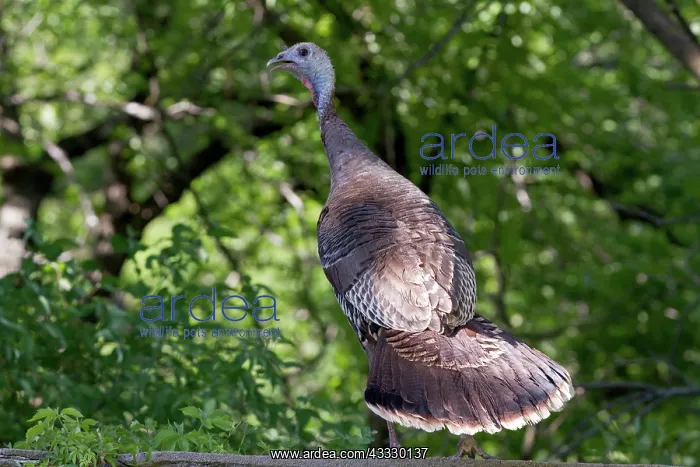 : Wild Turkey hen on stone fence : Wild Turkey hen on stone fence