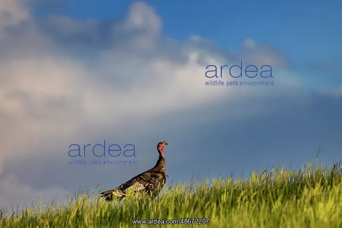 : Wild turkey hen in Theodore Roosevelt National Park, North : Wild turkey hen in Theodore Roosevelt National Park, North