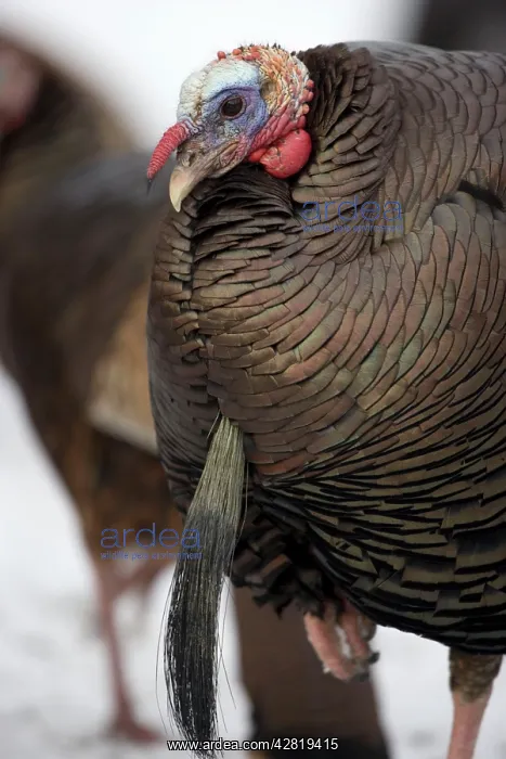 : Wild Turkey - male : Wild Turkey - male