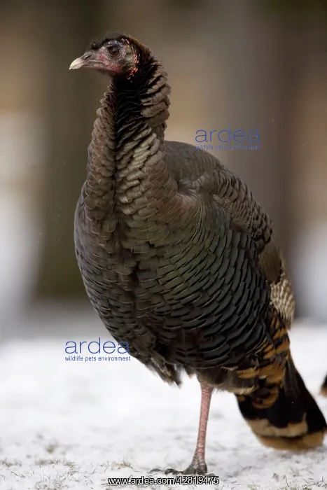 : Wild Turkey - male : Wild Turkey - male