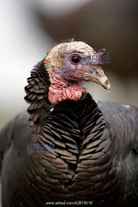 : Wild Turkey - male : Wild Turkey - male