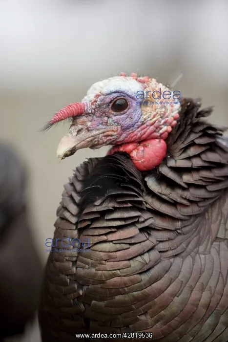 : Wild Turkey - male : Wild Turkey - male