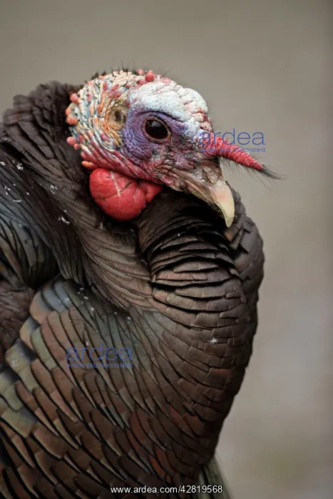 : Wild Turkey - male : Wild Turkey - male