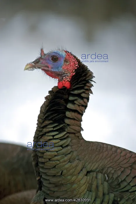 : Wild Turkey - male : Wild Turkey - male
