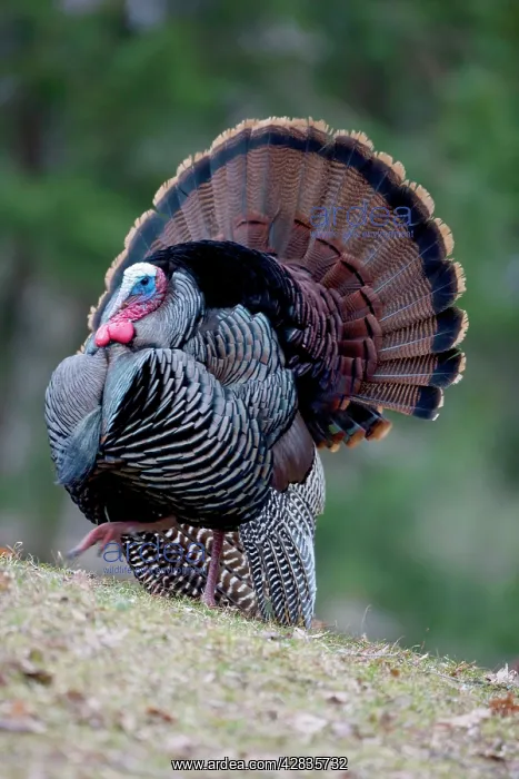 : Wild Turkey - male : Wild Turkey - male