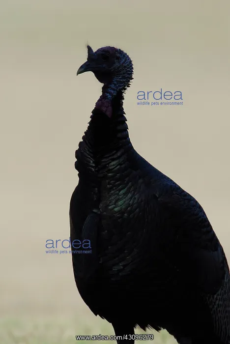 : Wild Turkey Male : Wild Turkey Male