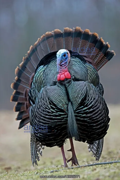 : Wild Turkey - Male in display : Wild Turkey - Male in display