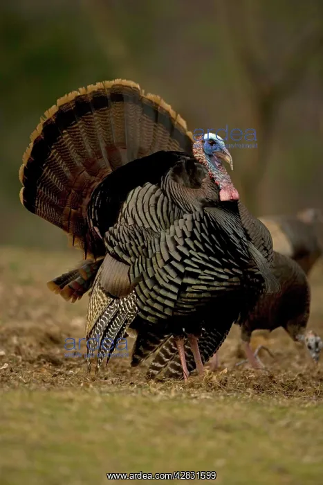 : Wild Turkey - male in display : Wild Turkey - male in display