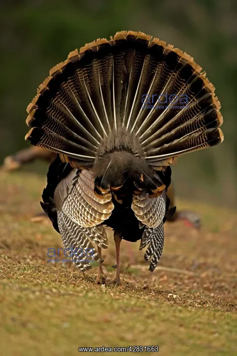 : Wild Turkey - male in display : Wild Turkey - male in display
