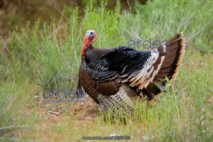  : Wild Turkey - male displaying