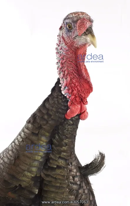 : Wild Turkey male in studio : Wild Turkey male in studio