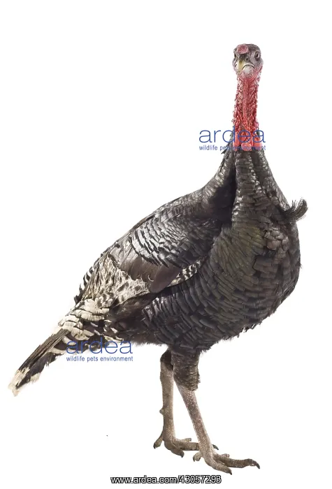 : Wild Turkey male in studio : Wild Turkey male in studio