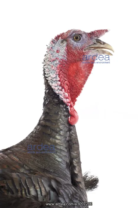 : Wild Turkey male in studio : Wild Turkey male in studio