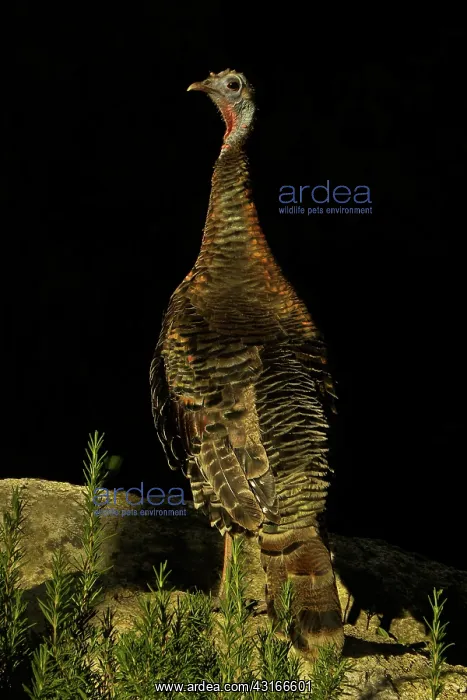 : Wild Turkey (Meleagris gallopavo) : Wild Turkey (Meleagris gallopavo)