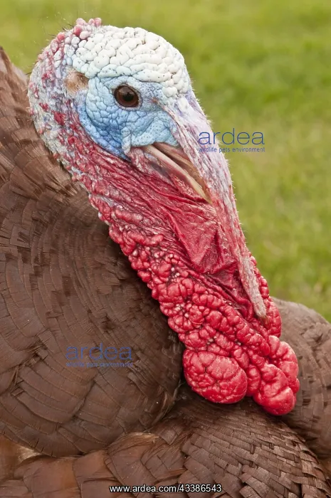 : Wild Turkey (Meleagris gallopavo), male, Custer : Wild Turkey (Meleagris gallopavo), male, Custer