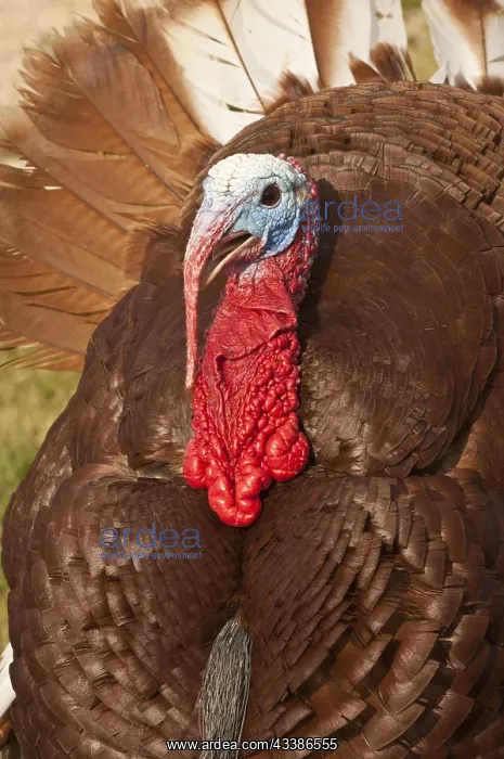 : Wild Turkey (Meleagris gallopavo), male, Custer : Wild Turkey (Meleagris gallopavo), male, Custer