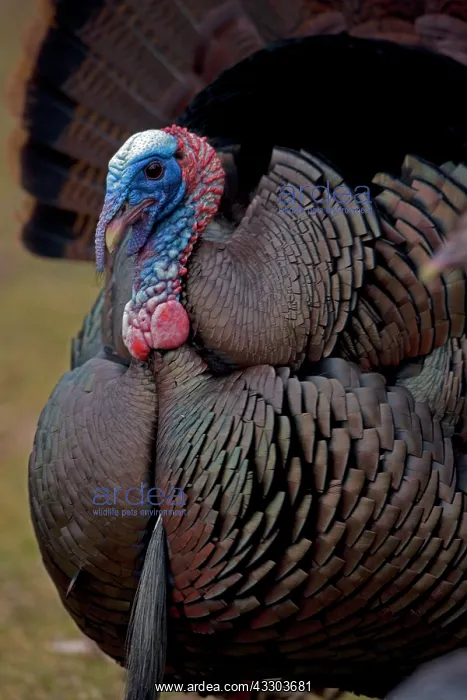 : Wild Turkey (Meleagris gallopavo) - Male in display : Wild Turkey (Meleagris gallopavo) - Male in display