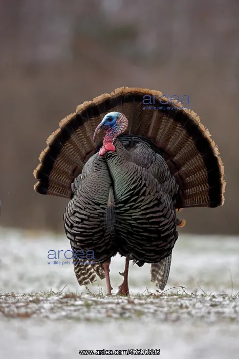 : Wild Turkey (Meleagris gallopavo) - Male in display : Wild Turkey (Meleagris gallopavo) - Male in display