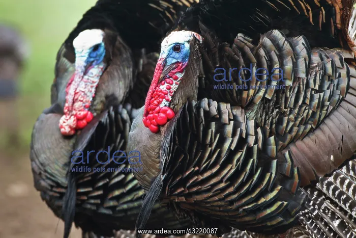 : Wild Turkey (Meleagris gallopavo) male strutting : Wild Turkey (Meleagris gallopavo) male strutting