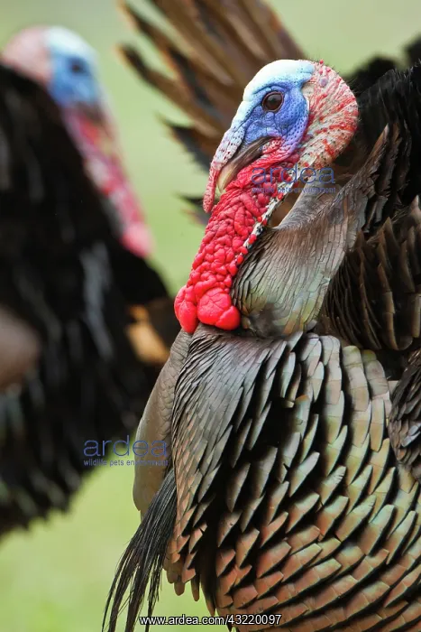: Wild Turkey (Meleagris gallopavo) male strutting : Wild Turkey (Meleagris gallopavo) male strutting