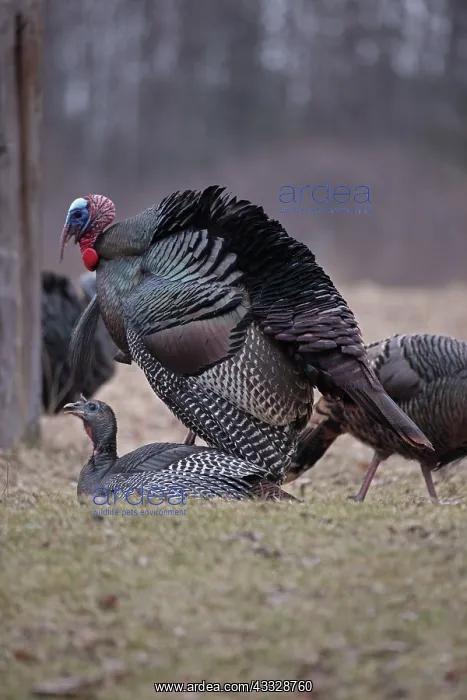 : Wild Turkey (Meleagris gallopavo) - Wild Turkeys : Wild Turkey (Meleagris gallopavo) - Wild Turkeys