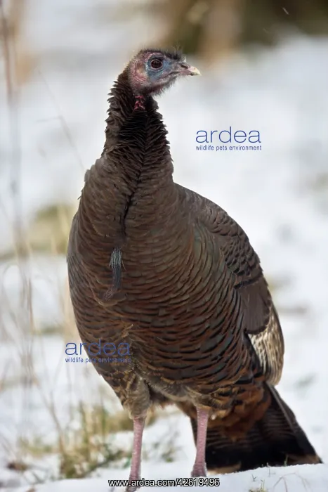 : Wild Turkey - in snow : Wild Turkey - in snow