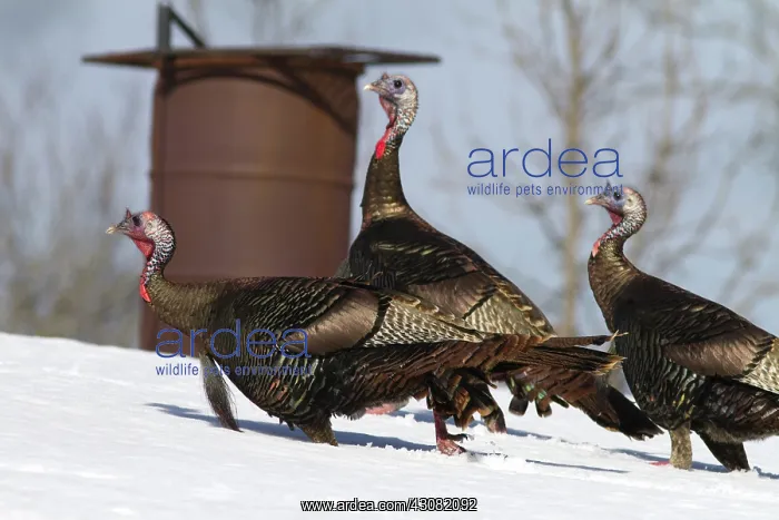 : Wild Turkey in Snow : Wild Turkey in Snow