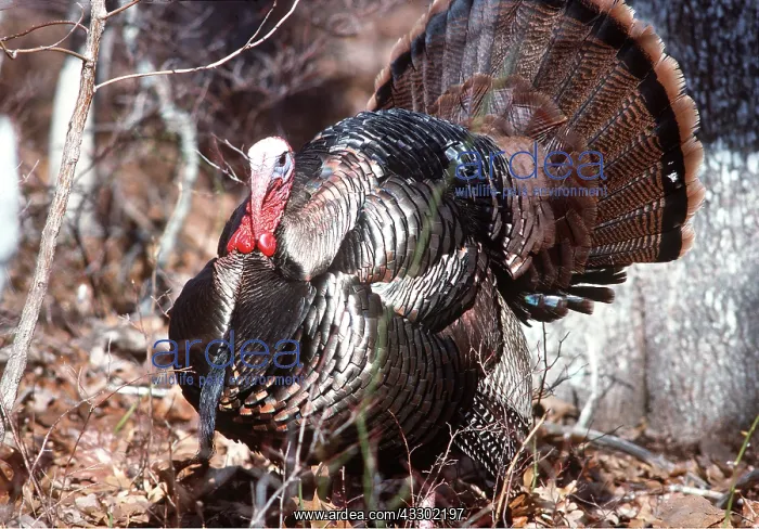  : WILD TURKEY - with tail feathers displayed