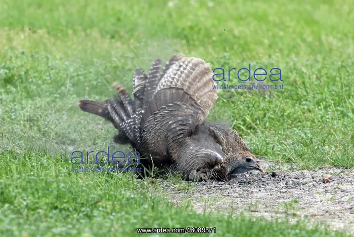 : Wild Turkey Taking Dust Bath : Wild Turkey Taking Dust Bath