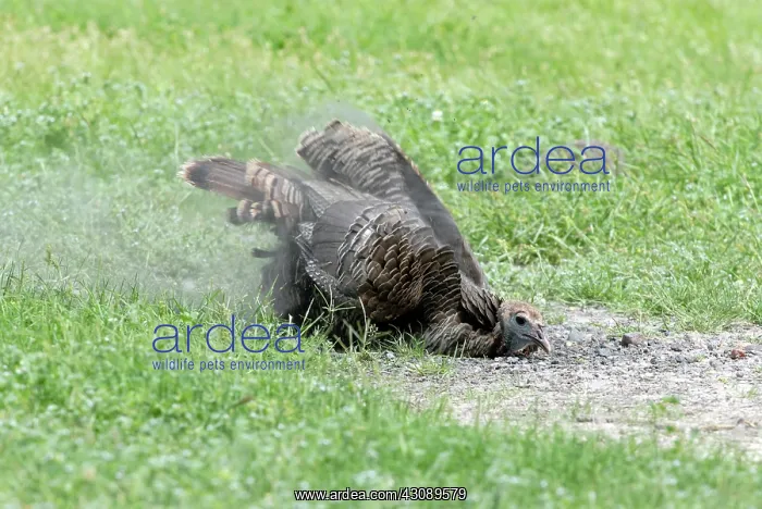 : Wild Turkey Taking Dust Bath : Wild Turkey Taking Dust Bath