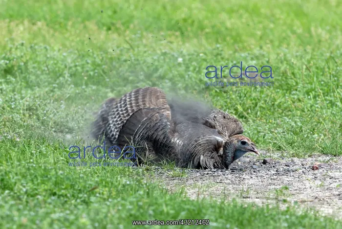 : Wild Turkey Taking Dust Bath : Wild Turkey Taking Dust Bath