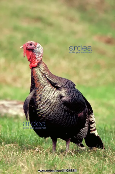 : Wild Turkey Tom : Wild Turkey Tom