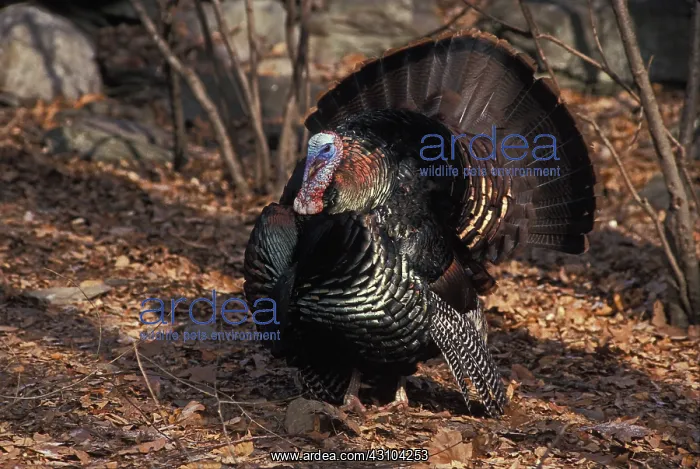 : Wild Turkey Tom : Wild Turkey Tom