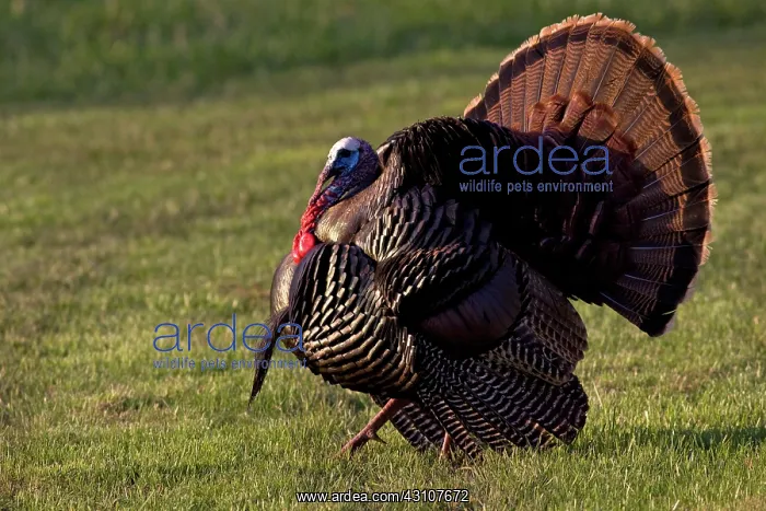 : Wild Turkey Tom : Wild Turkey Tom