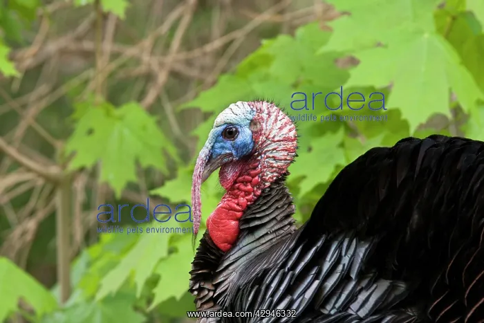 : Wild Turkey - Tom or male : Wild Turkey - Tom or male