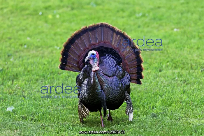  : Wild Turkey - Tom or male courtship display for