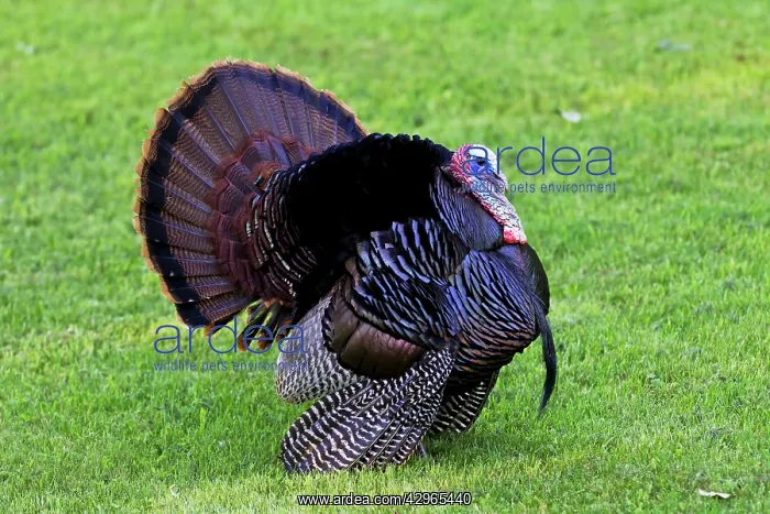 : Wild Turkey - Tom or male courtship display for : Wild Turkey - Tom or male courtship display for