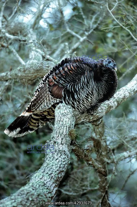 : Wild Turkey - in tree roosting : Wild Turkey - in tree roosting