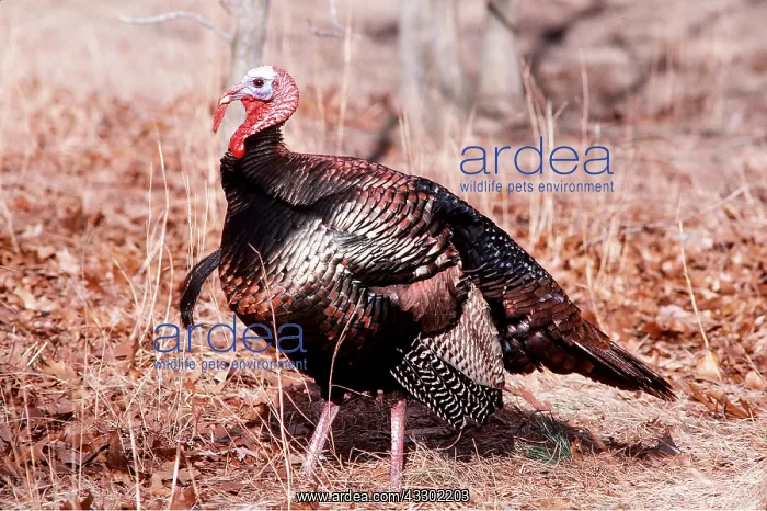 : WILD TURKEY - side view : WILD TURKEY - side view