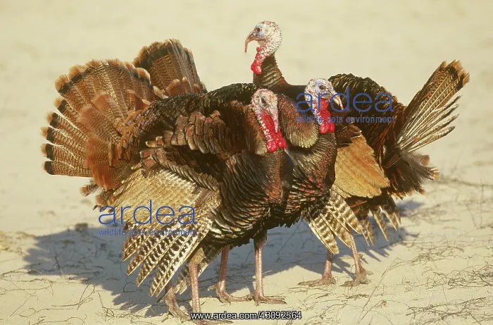  : Wild Turkeys