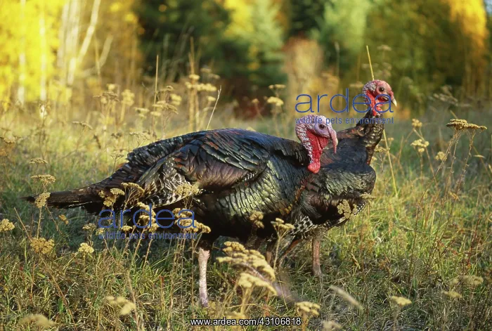 : Wild Turkeys : Wild Turkeys