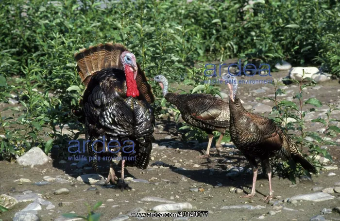 : Wild Turkeys : Wild Turkeys