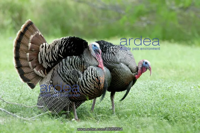 : Wild Turkeys Displaying : Wild Turkeys Displaying