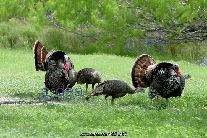 : Wild Turkeys Displaying : Wild Turkeys Displaying