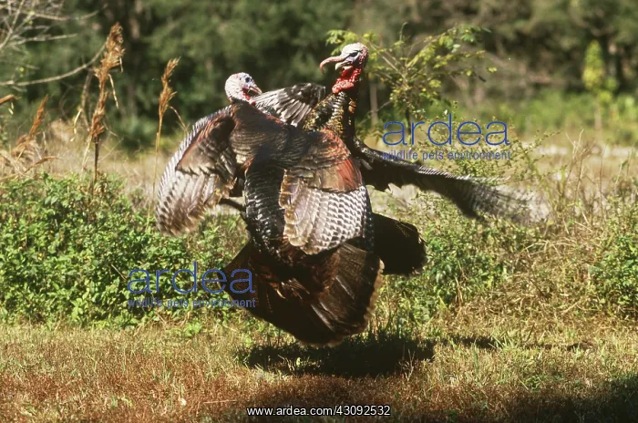 : Wild Turkeys fighting : Wild Turkeys fighting