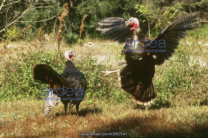 : Wild Turkeys fighting : Wild Turkeys fighting